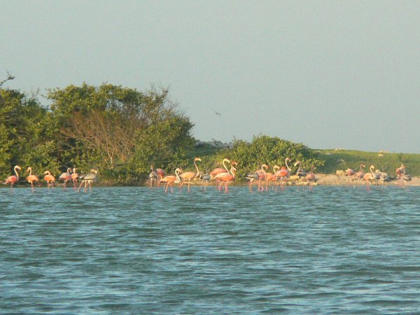 38- Flamants roses a Sarqui 